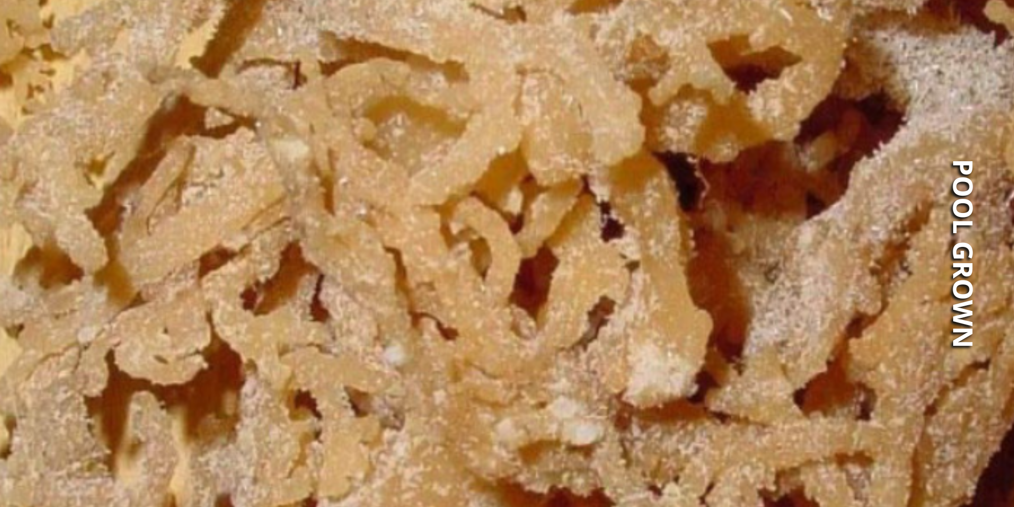 Pool-grown sea moss