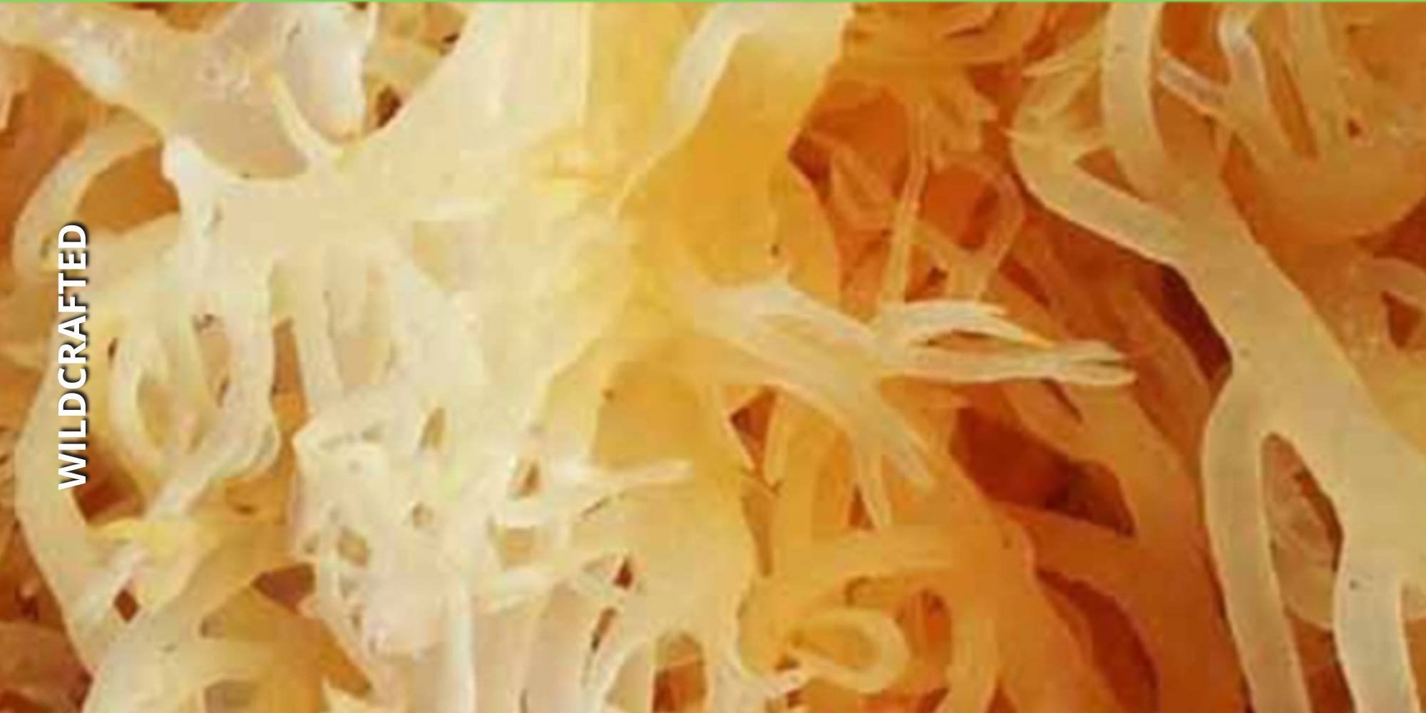 Wildcrafted sea moss